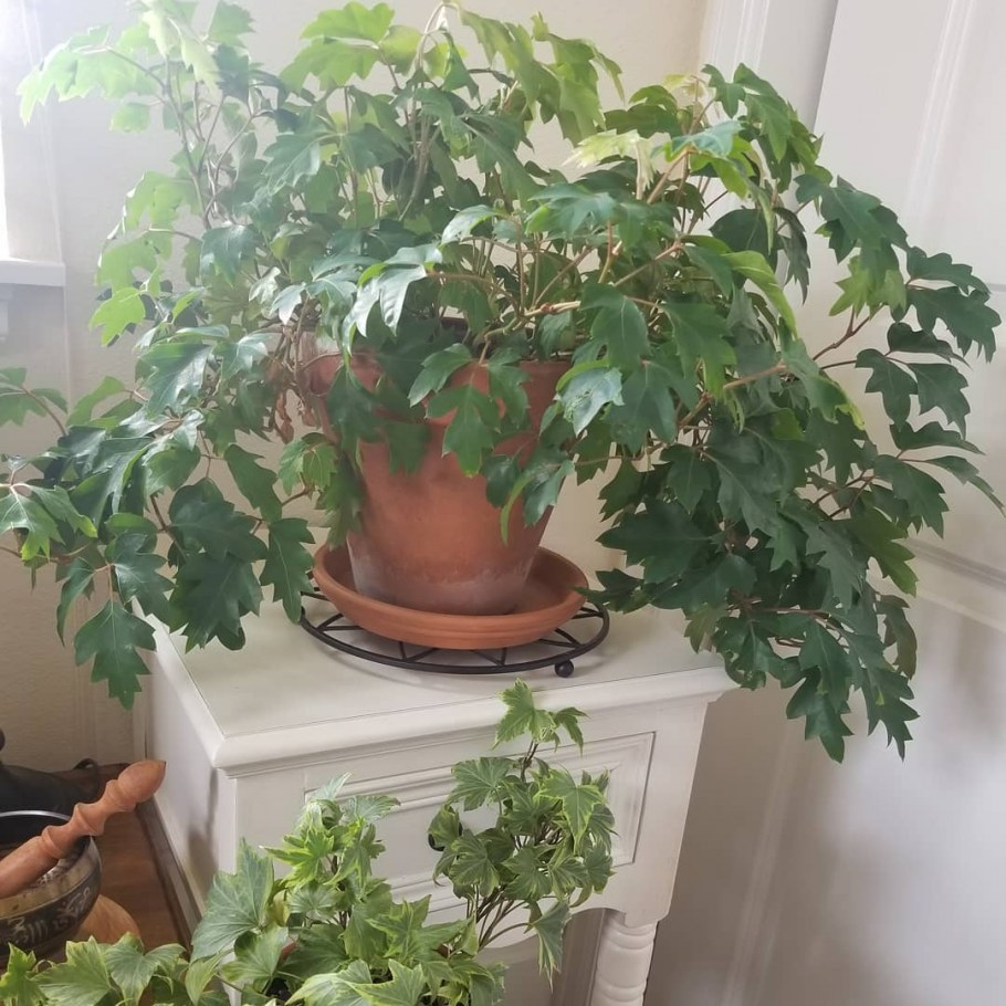 Тетрастигма Лиана