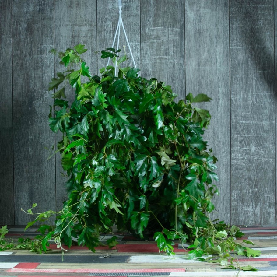 Лиана Хедера Хеликс