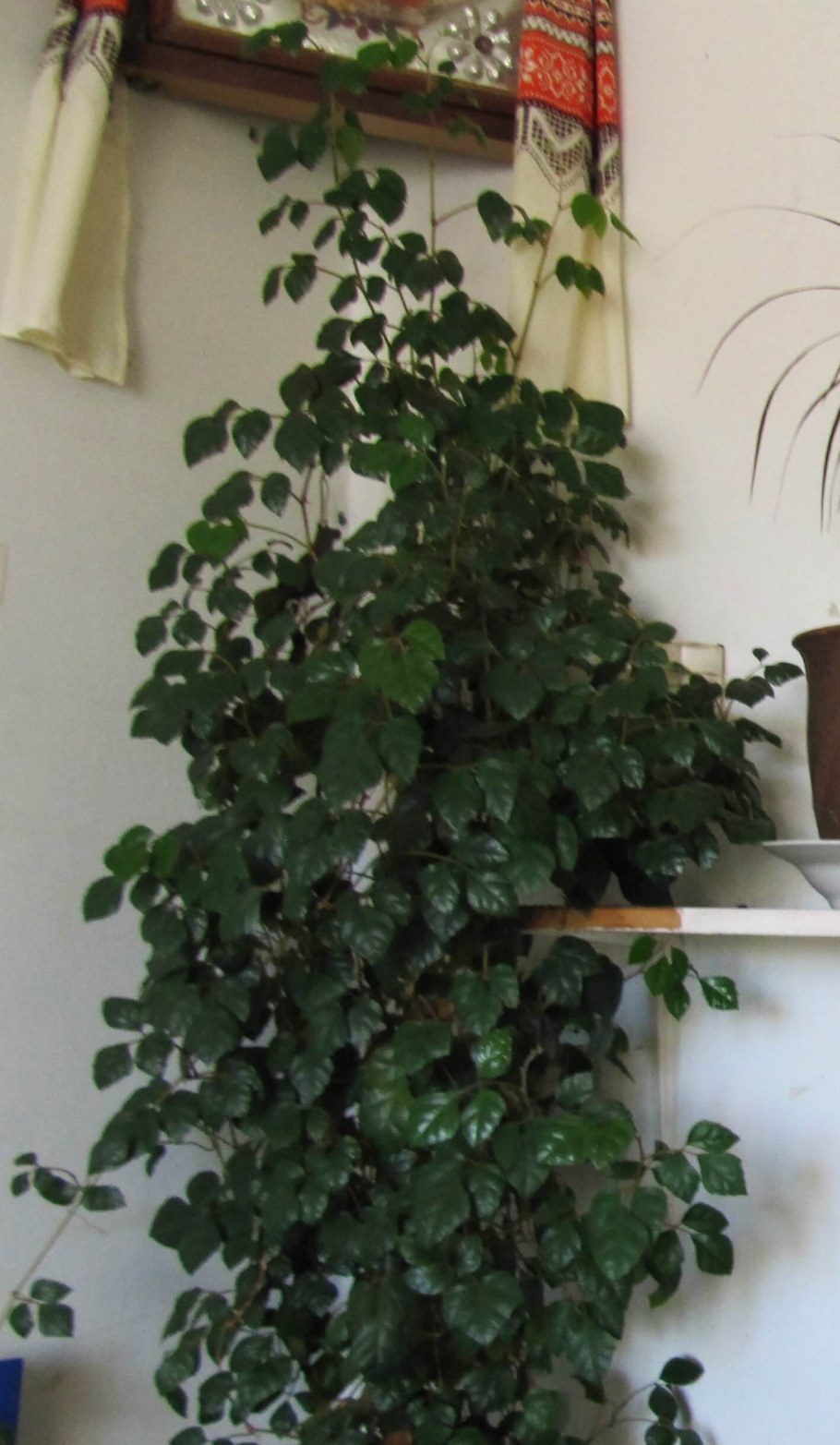 Комнатное растение плющ Хедера