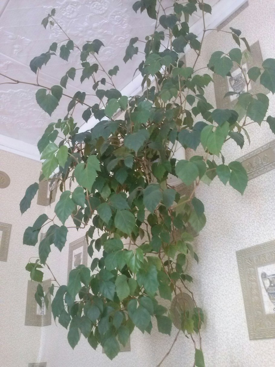 Роициссус пальчатый