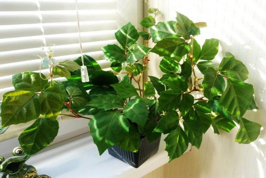 Циссус дубовидный