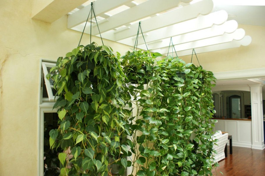 Березка Вьюнок домашний