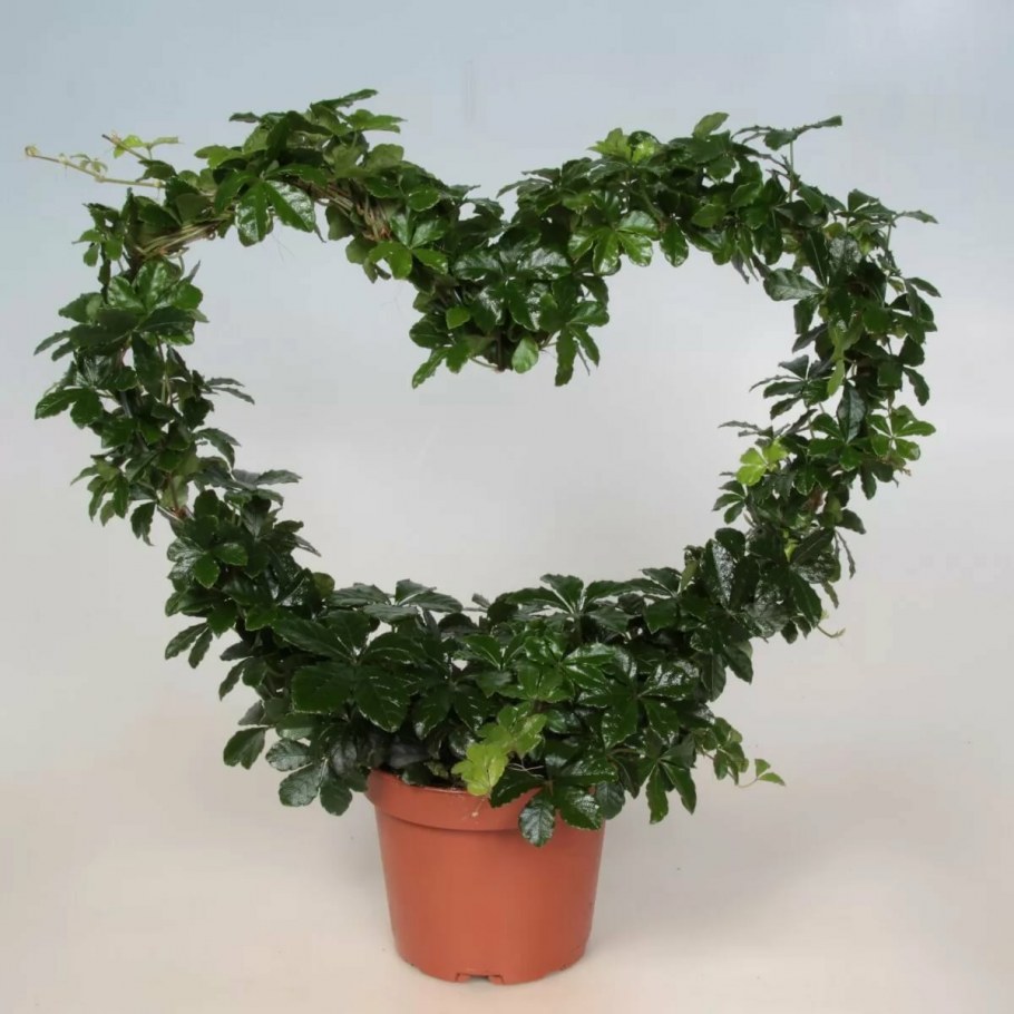 Лиана тетрастигма Вуанье