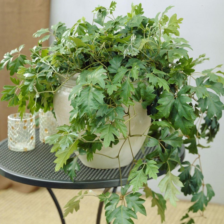 Лиана Эпипремнум