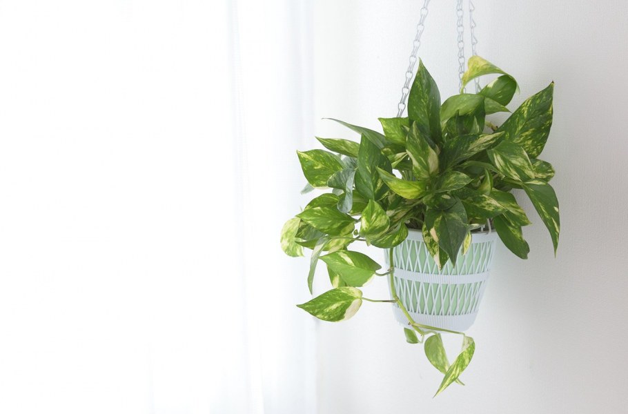 Эпипремнум и Филодендрон