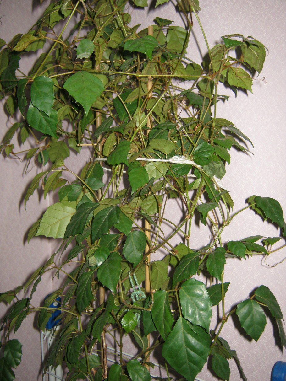 Хлорофитум вертикальное Озеленение