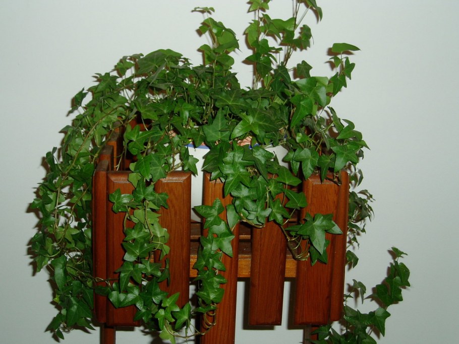 Партеноциссус инсерта