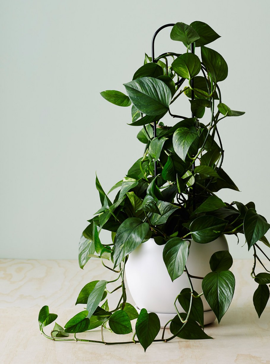 Лиана Эпипремнум