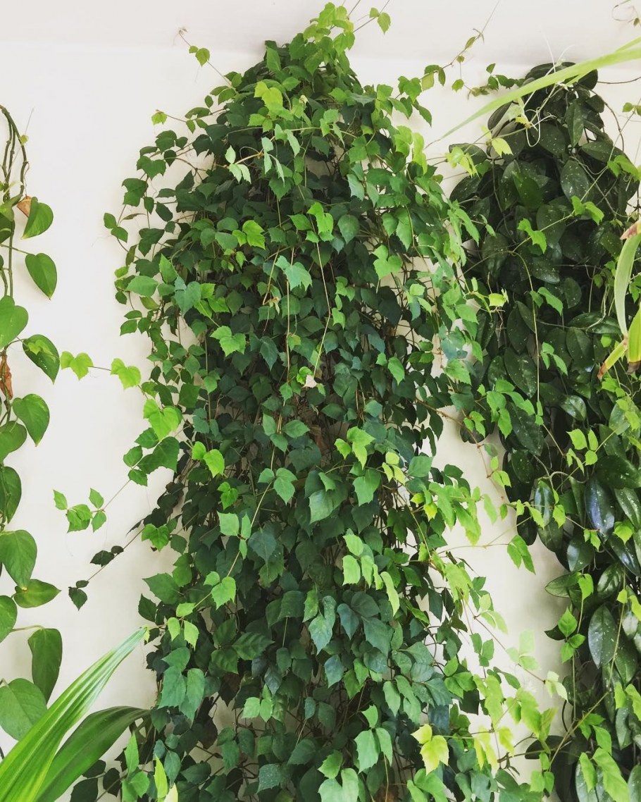 Циссус Арктический