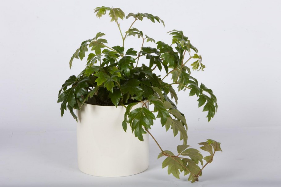 Циссус стриата