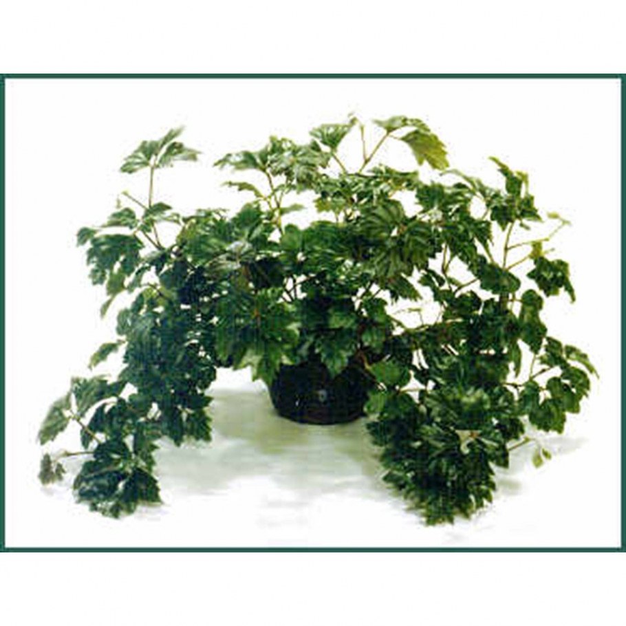 Березка (роициссус ромбический)