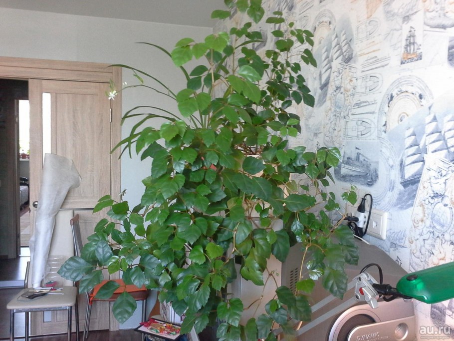 Циссус ДИСКОЛОР И расписной