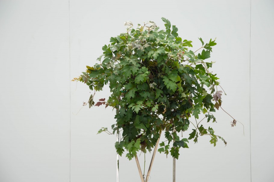 Плющ обыкновенный (циссус)