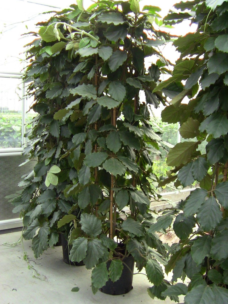 Эпипремнум в интерьере