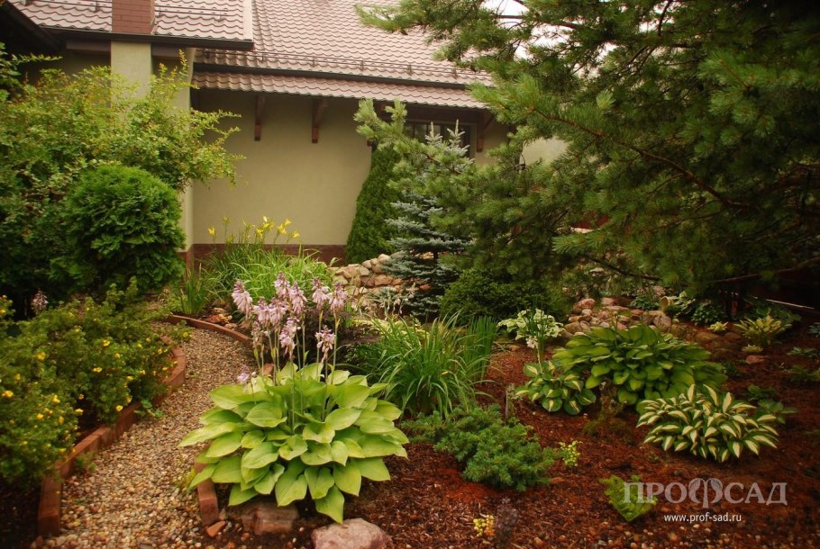 Декоративные растения для сада