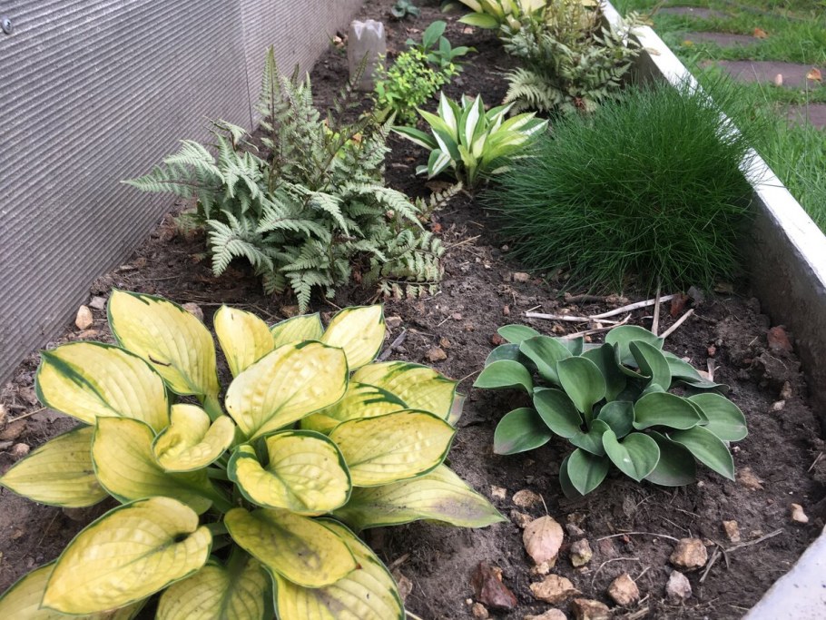 Клумба Хоста лилейник спирея