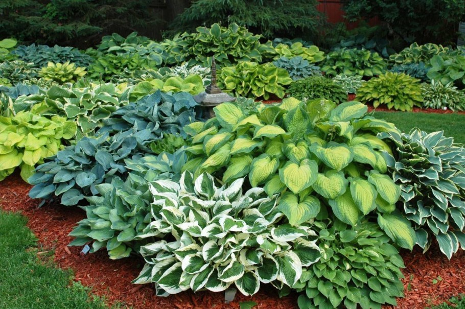 Дерен и Хоста