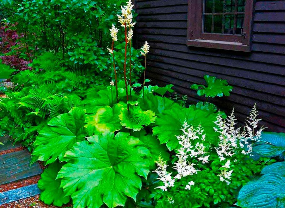 Клен Глобозум изгородь