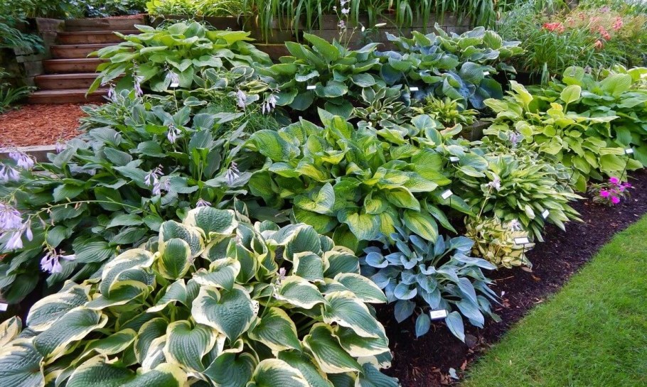 Рокарий с хостой