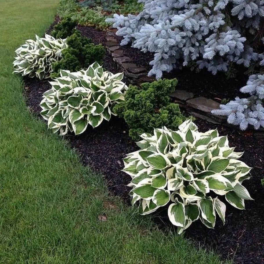 Хоста цветник хосты вдоль дорожки