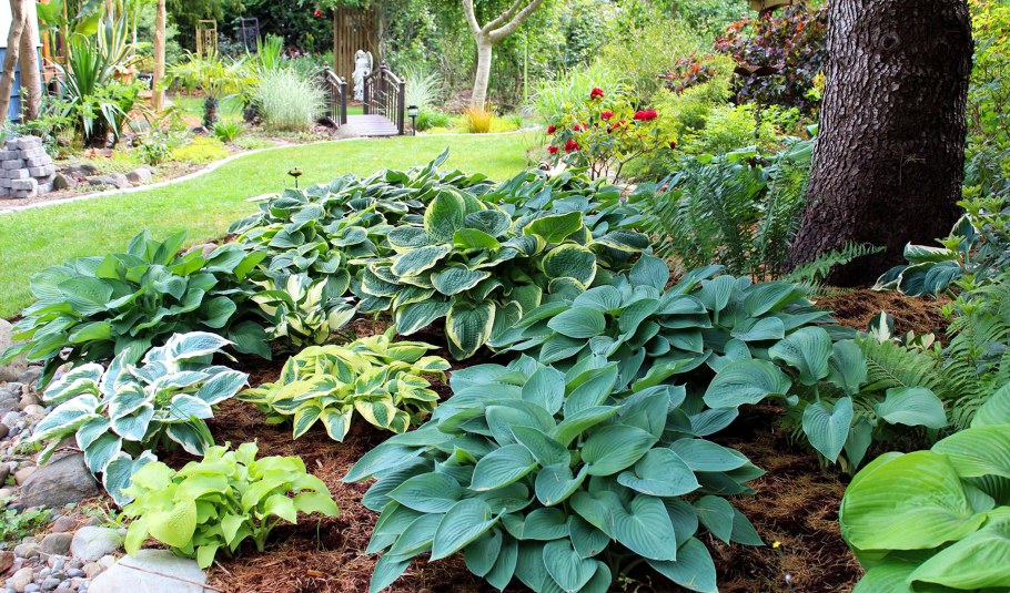 Хоста лилейник миксбордер