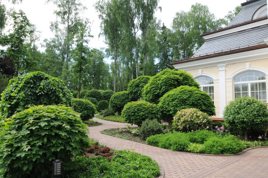 Хоста бордюрная