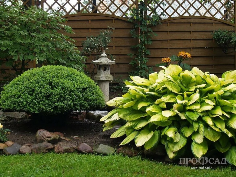 Астильба Хоста бадан