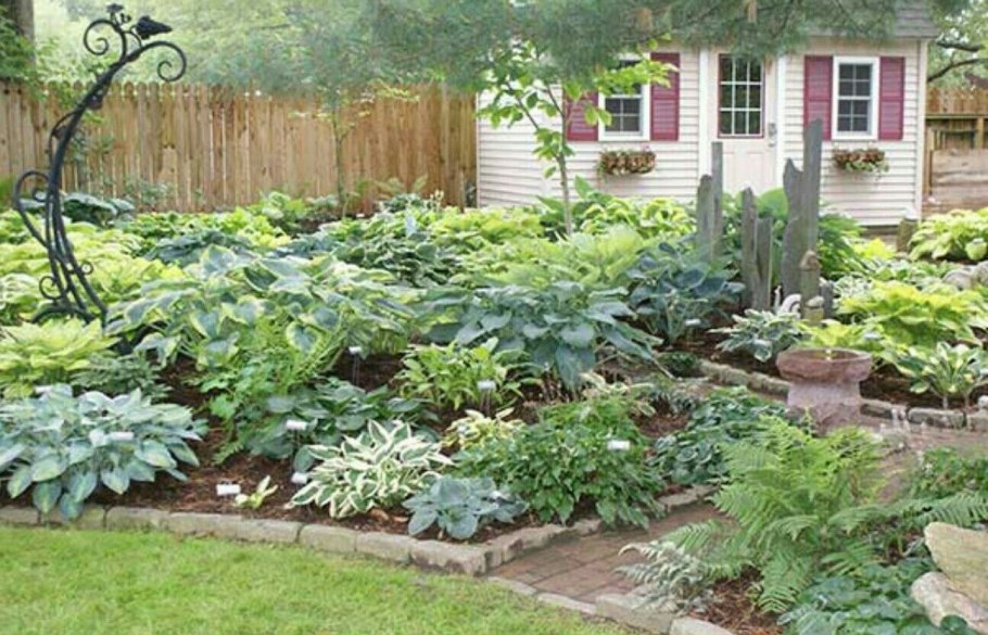 Клён Глобозум в ландшафте