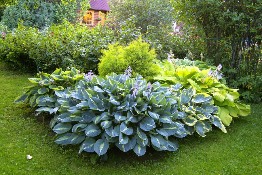 Хаконехлоя дерен