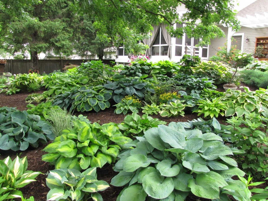 Клумбы с барбарисом и хостой