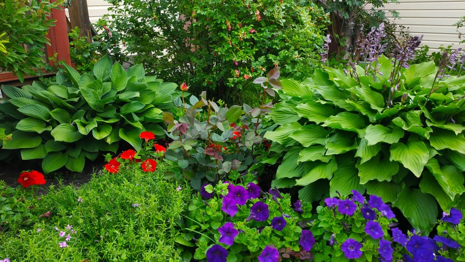 Астильба Хоста бадан