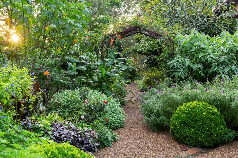 Тенелюбивые растения Хоста