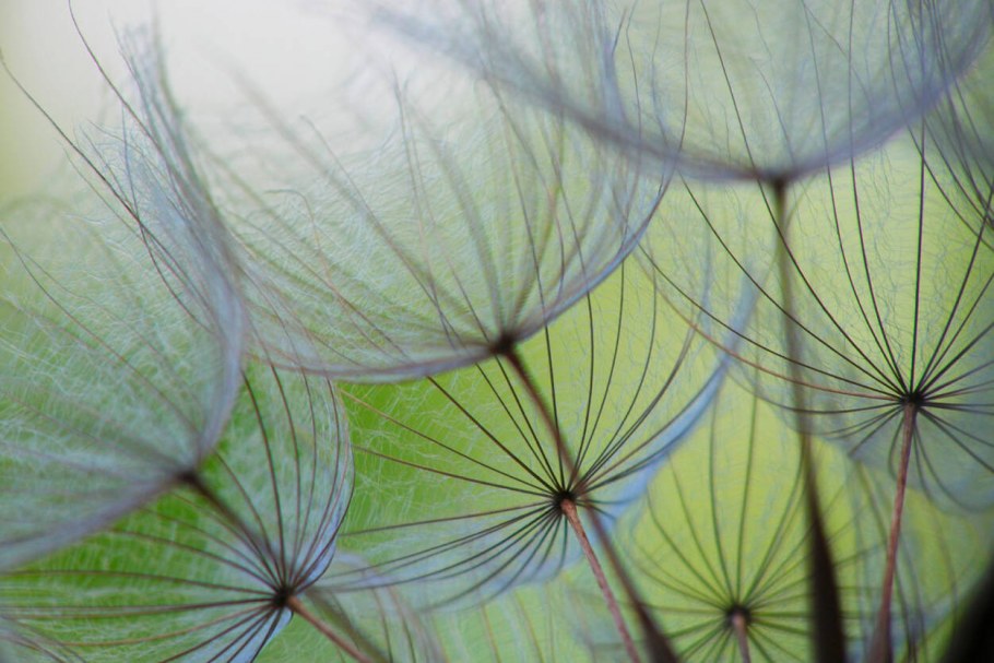 Декоративное дерево для интерьера