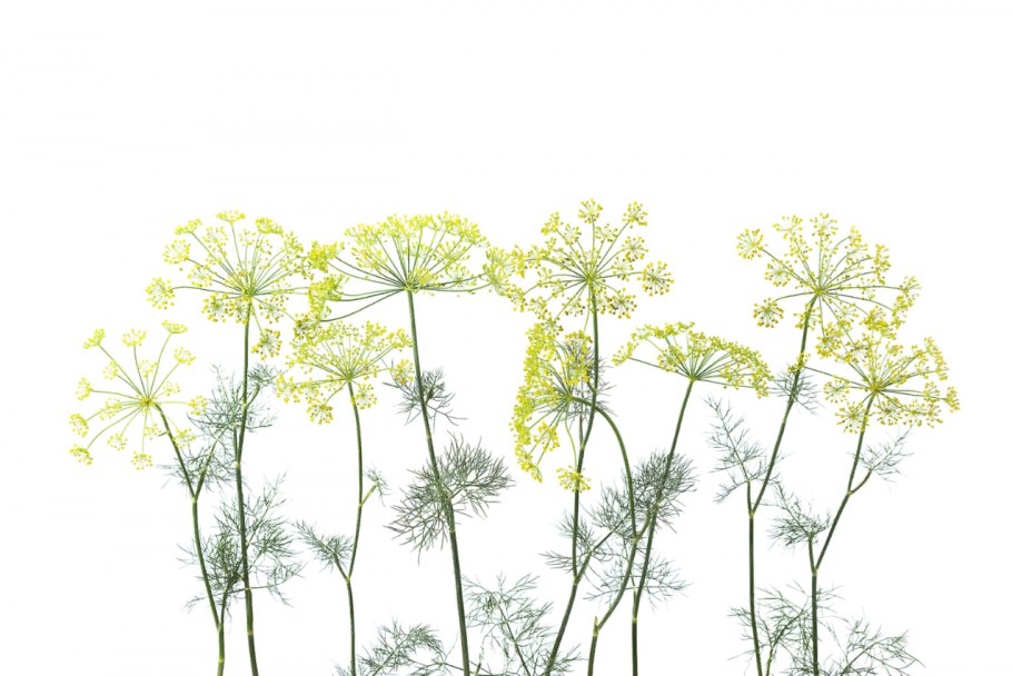 Фрески Affresco trend Art