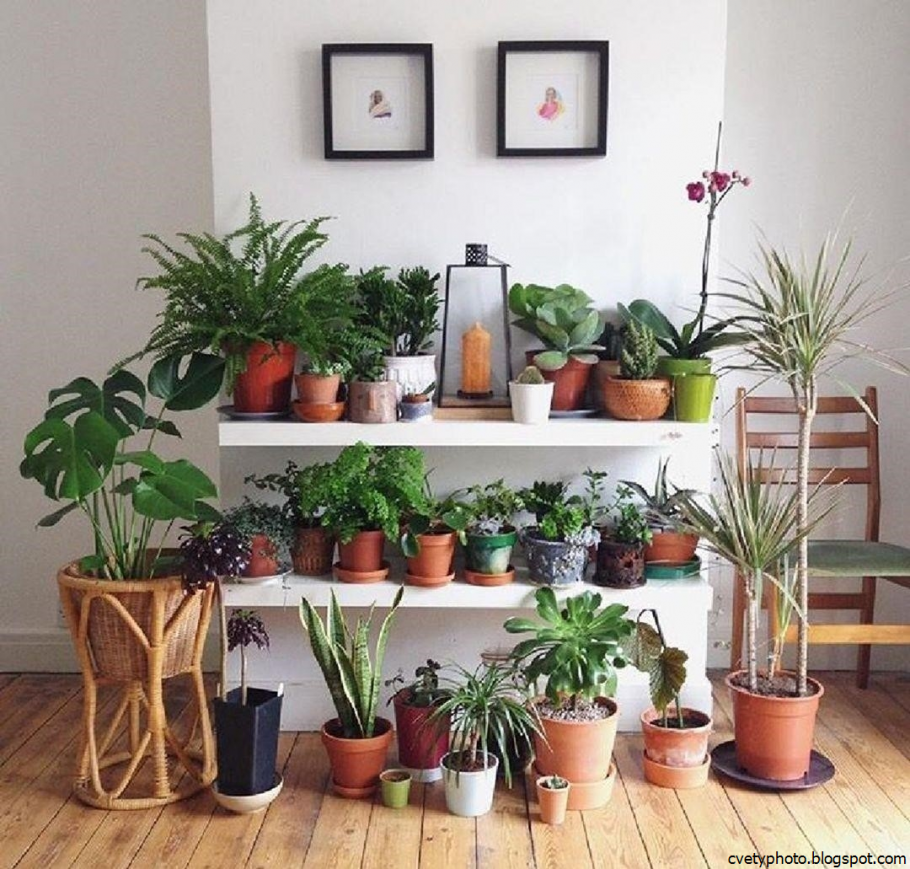 Цветочный уголок в комнате