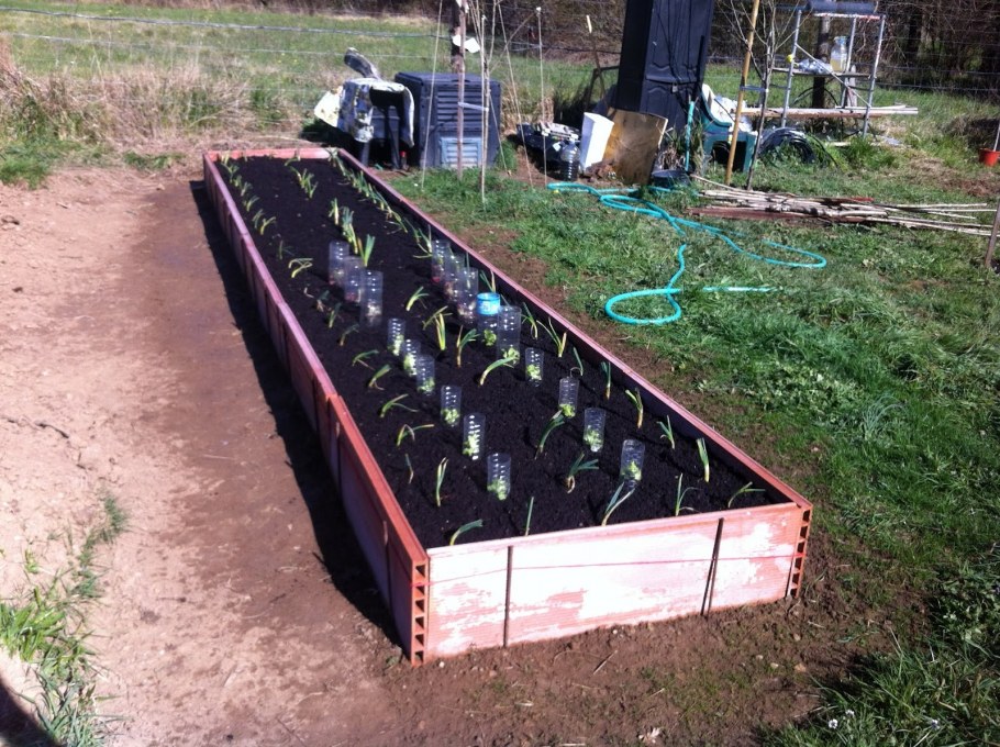 Высокие грядки вдоль забора