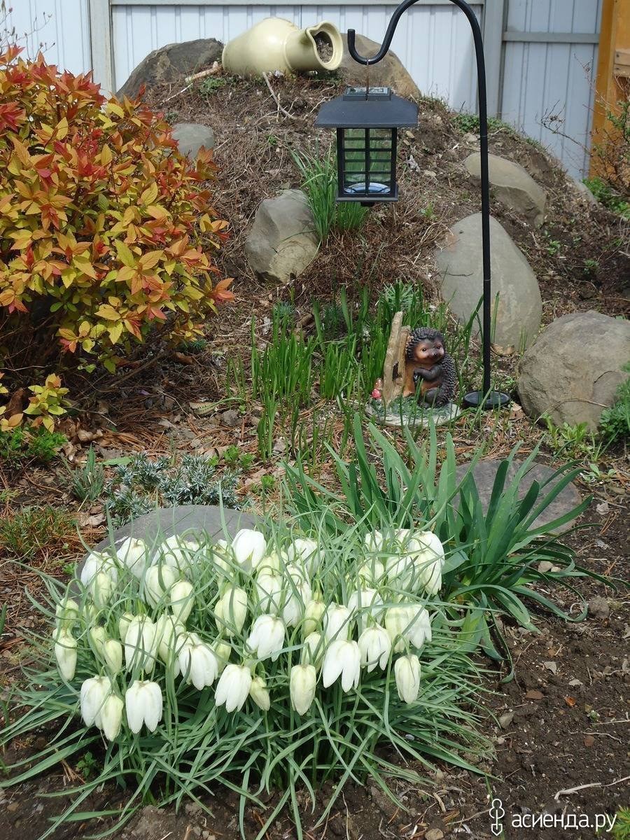 Рябчик Императорский на клумбе