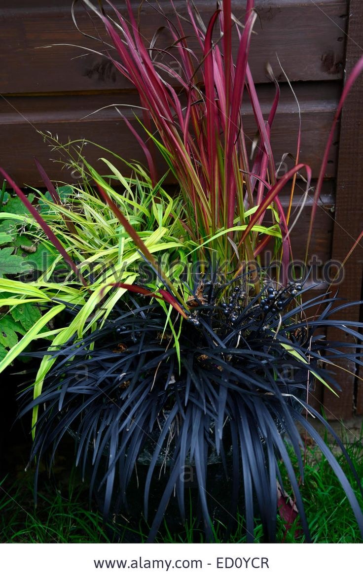 Офиопогон плоскострелый нигер