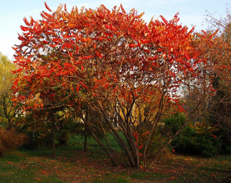 Сумах оленерогий осенью