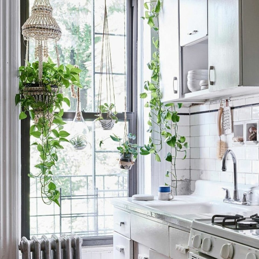 Растения в интерьере маленькой кухне