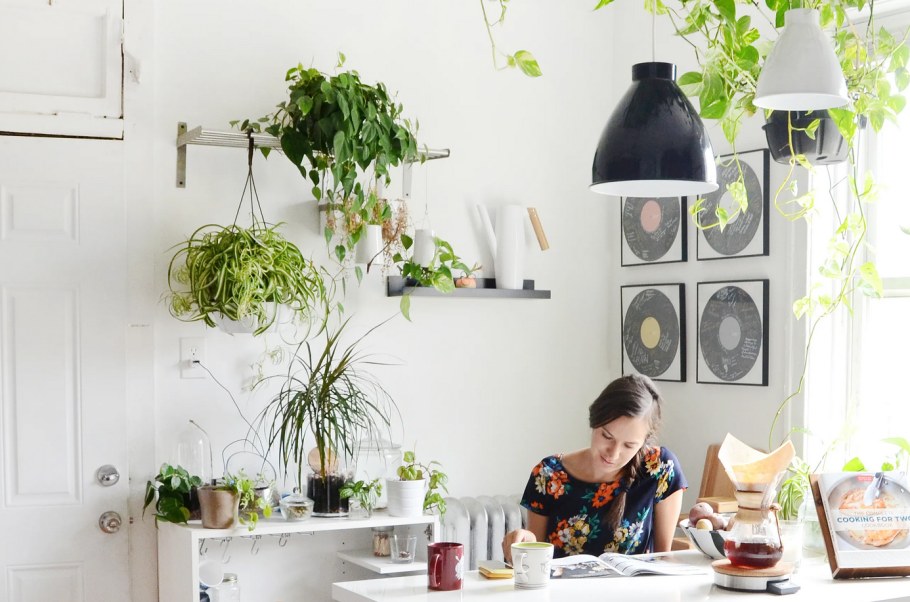 Комнатные цветы на стене на кухне