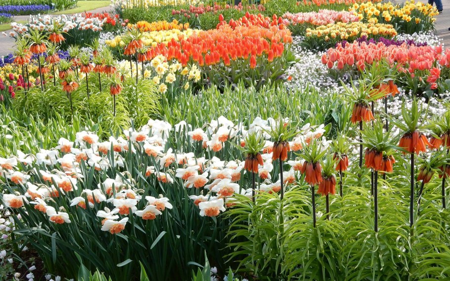 Рябчик Императорский на клумбе