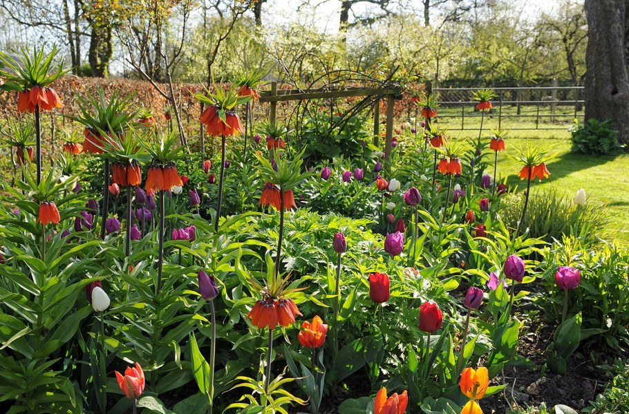 Лилейник Императорский рябчик