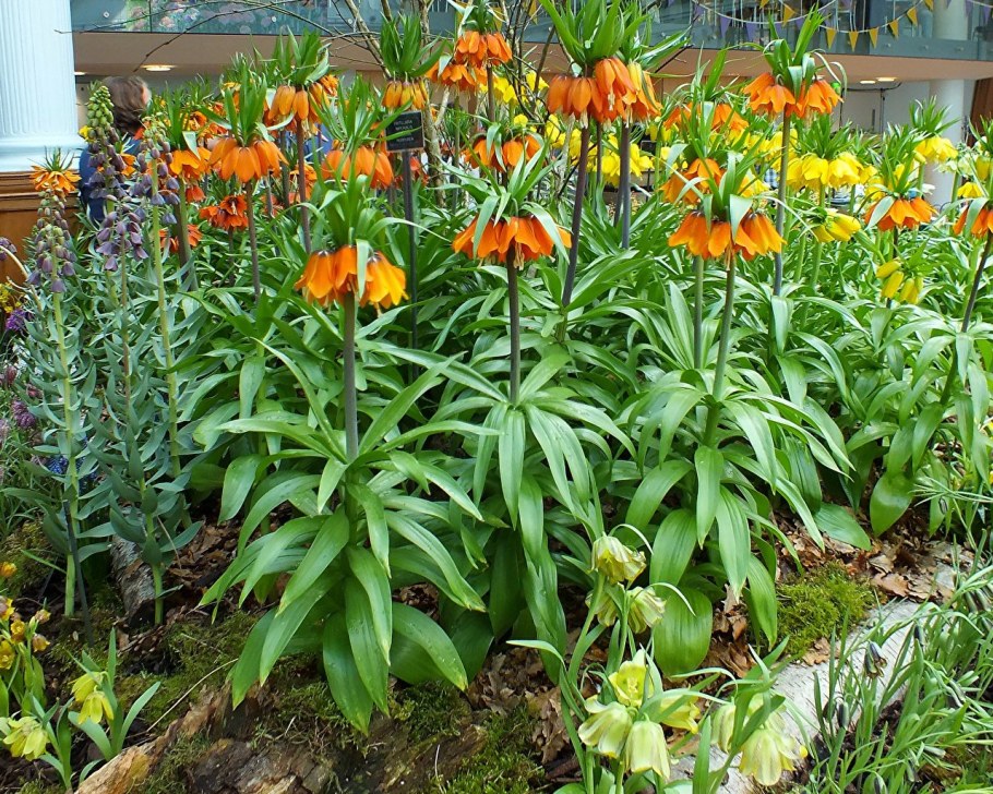 Рябчик Императорский (фритиллярия)