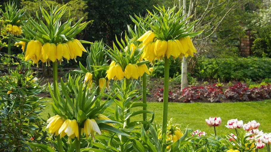 Рябчик Императорский Аврора