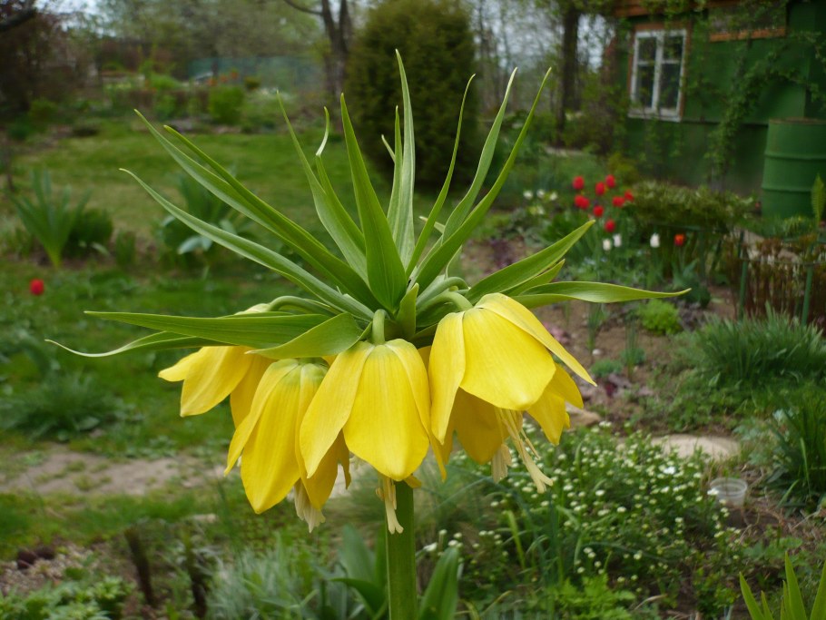 Рябчик Императорский Рубра Максима