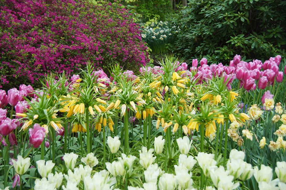 Рябчик Императорский на клумбе