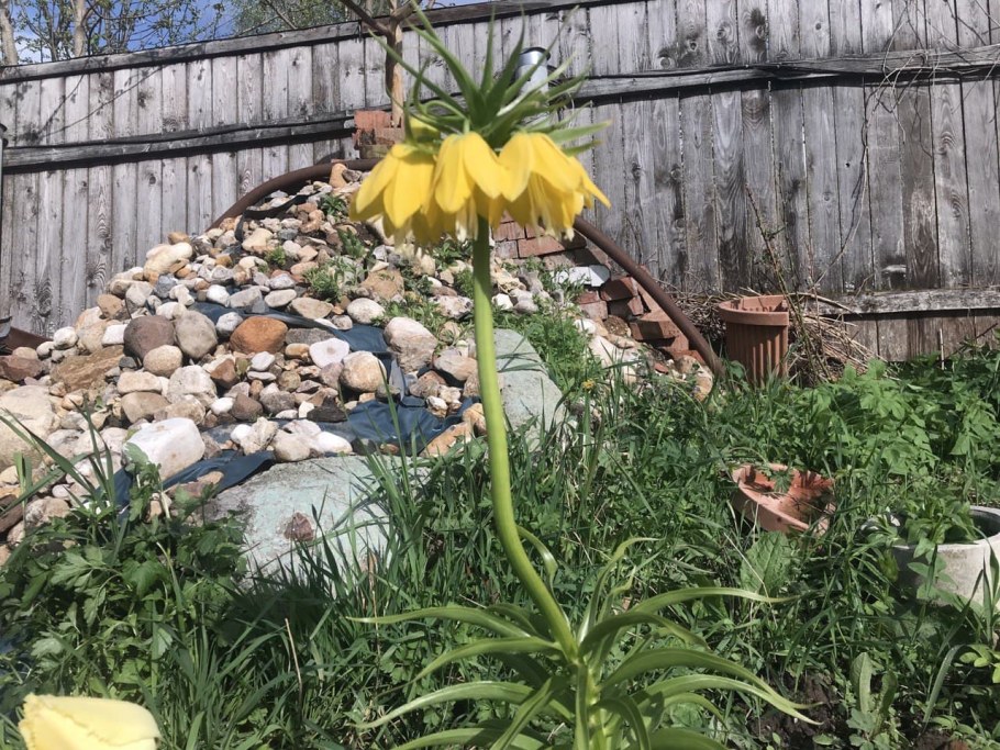 Рябчик Императорский посадка