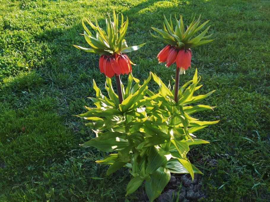 Рябчик Императорский Ауреомаргината