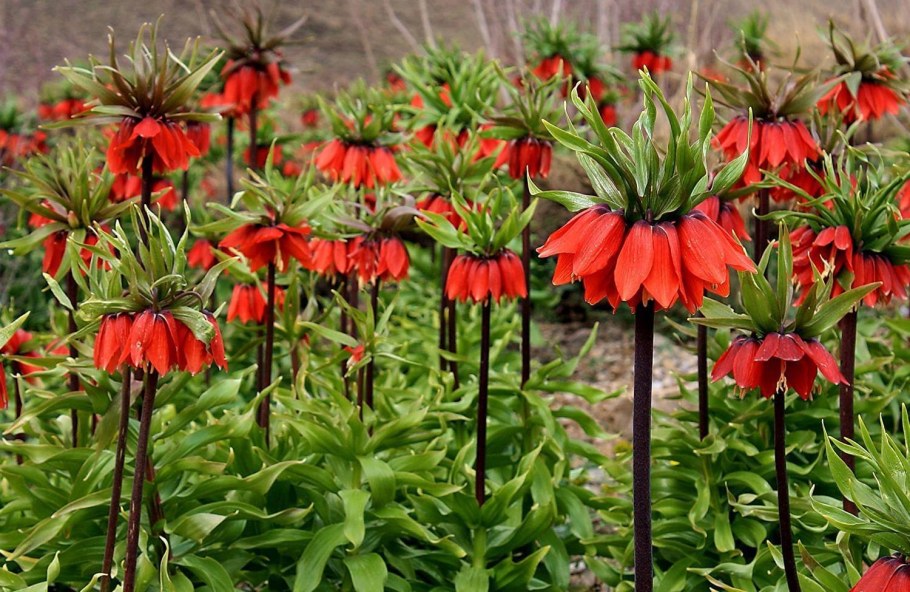 Рябчик Императорский (фритиллярия)